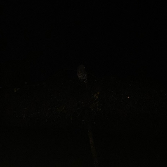 Meet your Posher, Kris - Picture 1 of 1